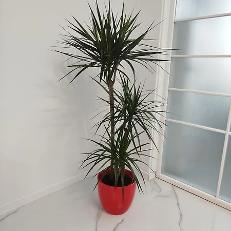 Apartment Studio Tudor